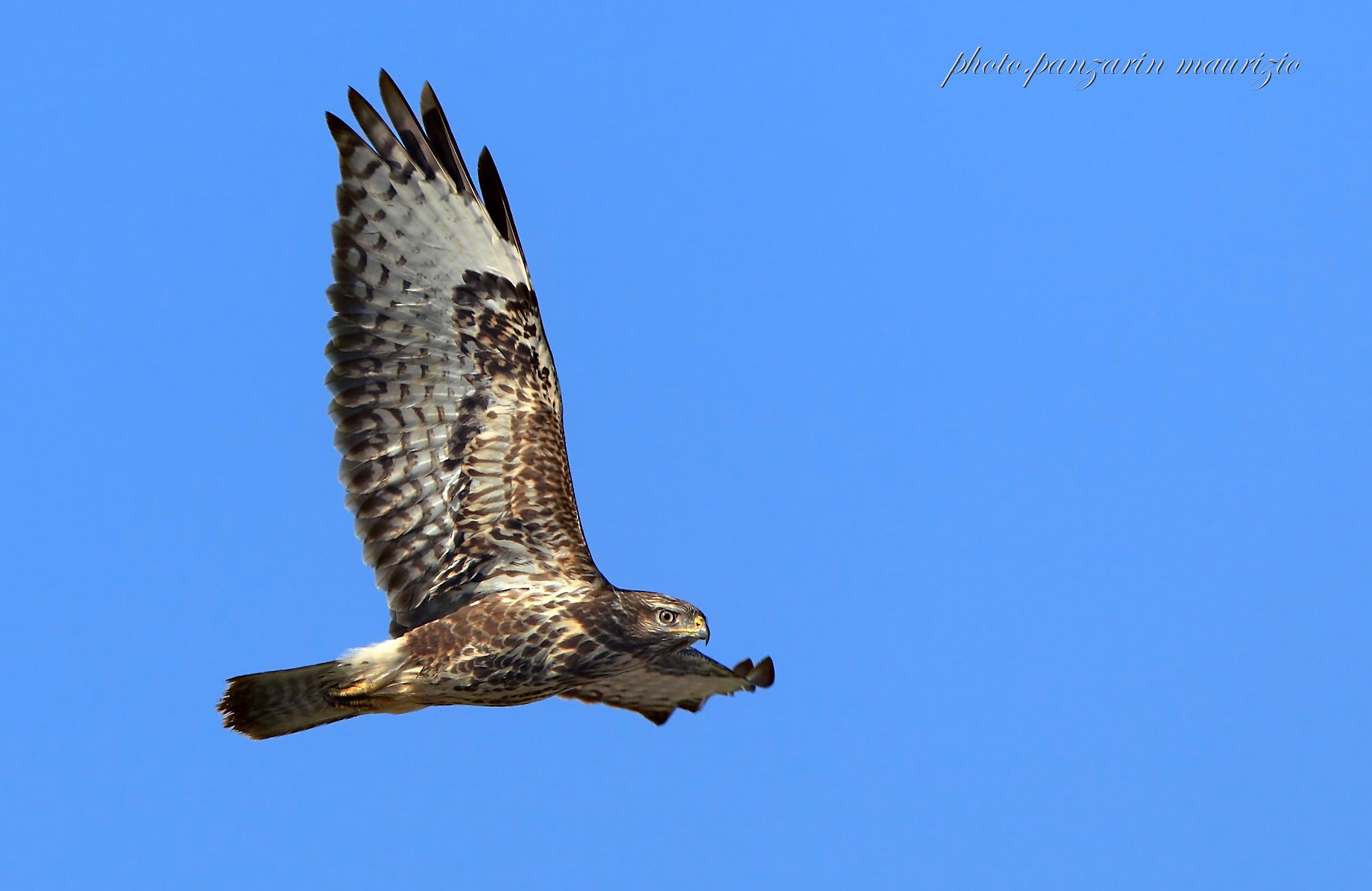 buzzard