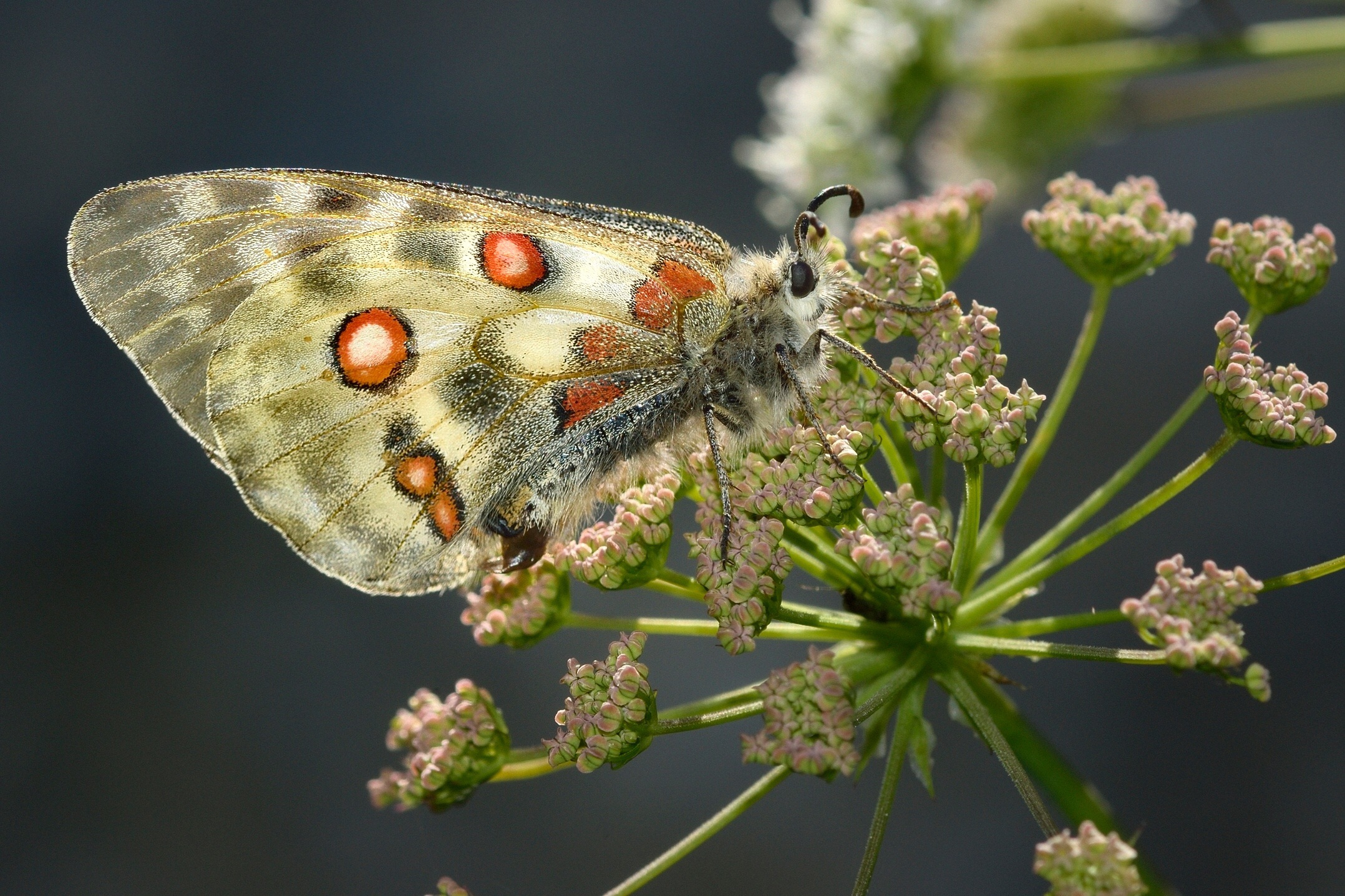 Parnassius Apollo female with sphragis ...