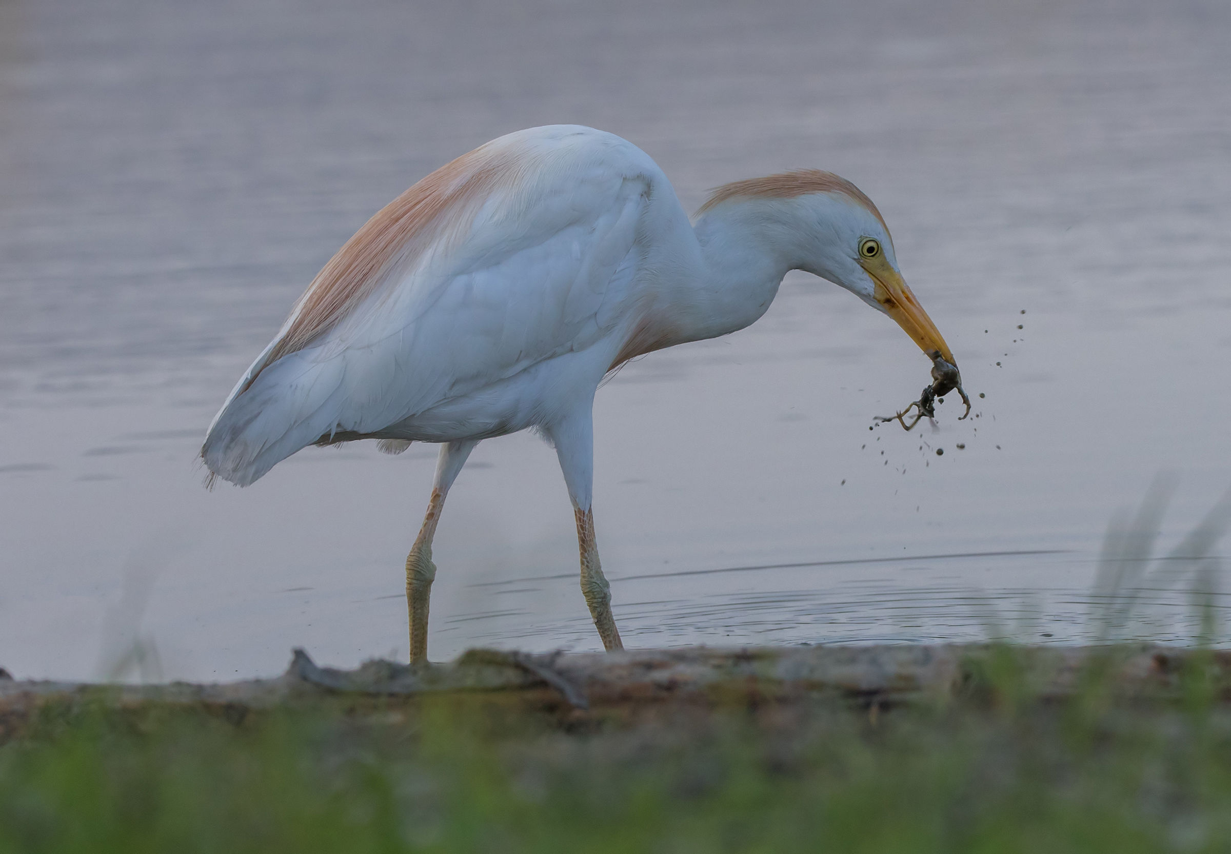 The Guardian's catch