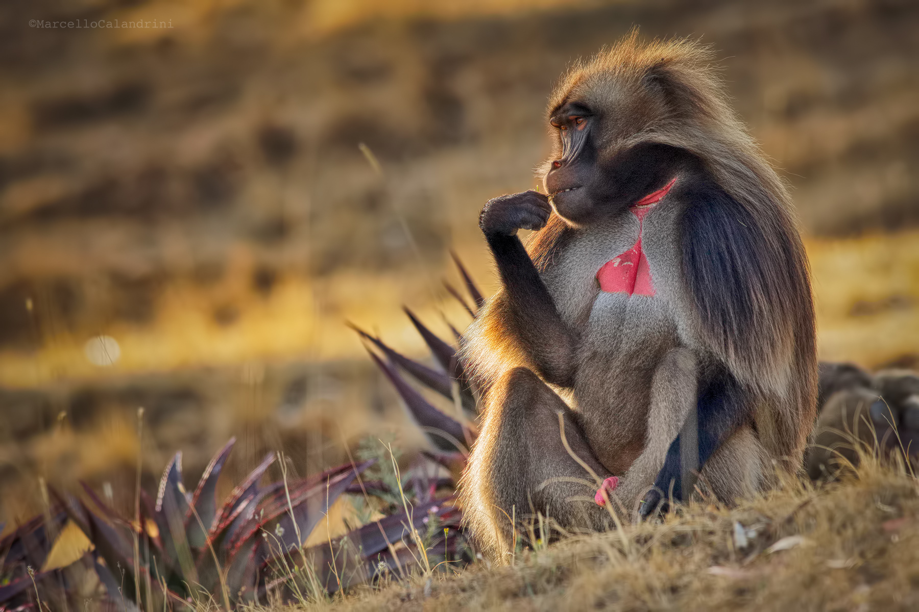 Gelada