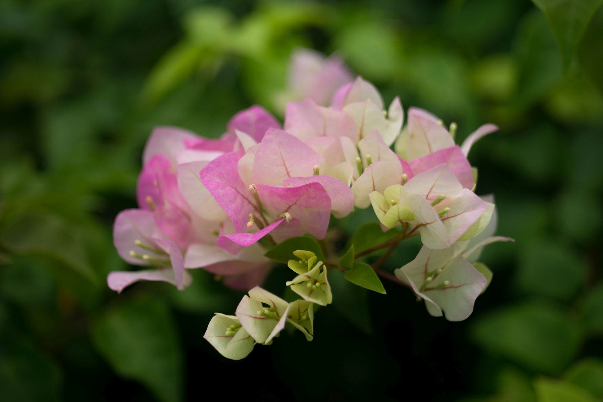 Bougainvillea II