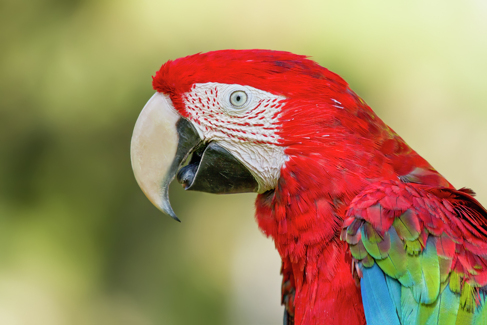 Red-and-green macaw