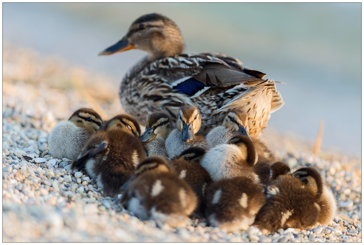 2017.06.02 Anatroccoli Germano Reale