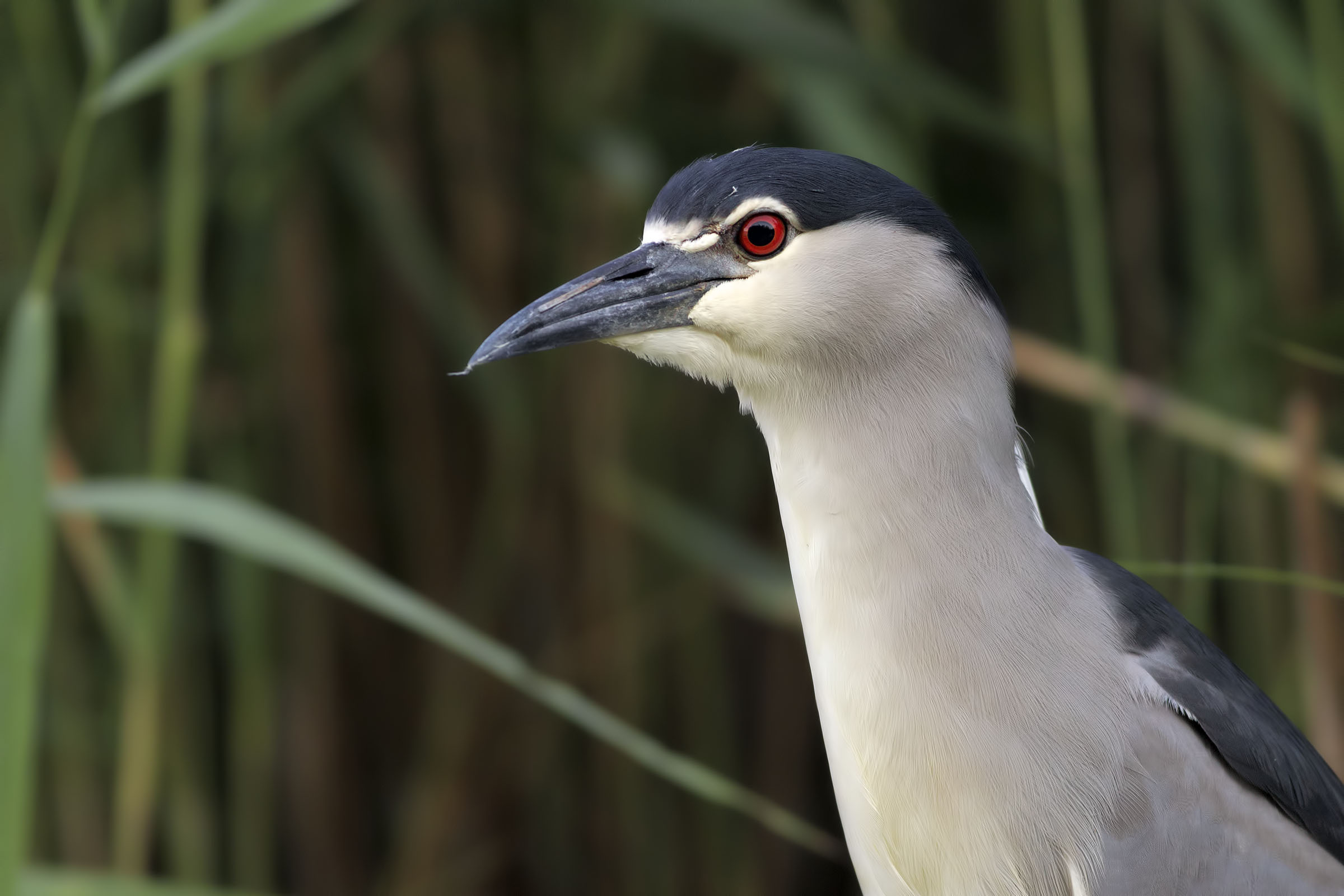 Ritratto di Nitticora