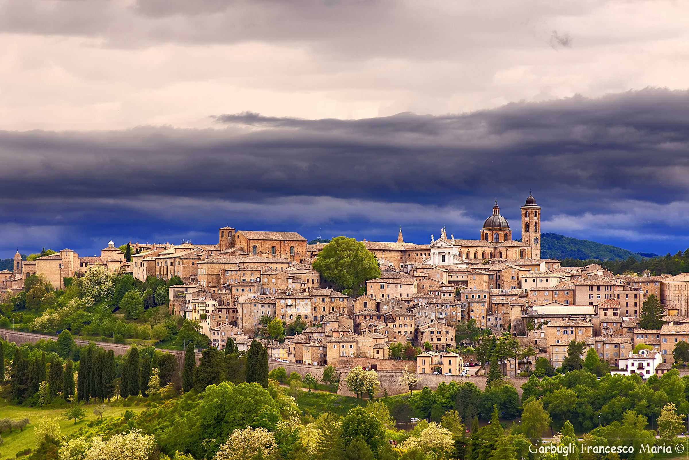 Il Platano gigante di Urbino