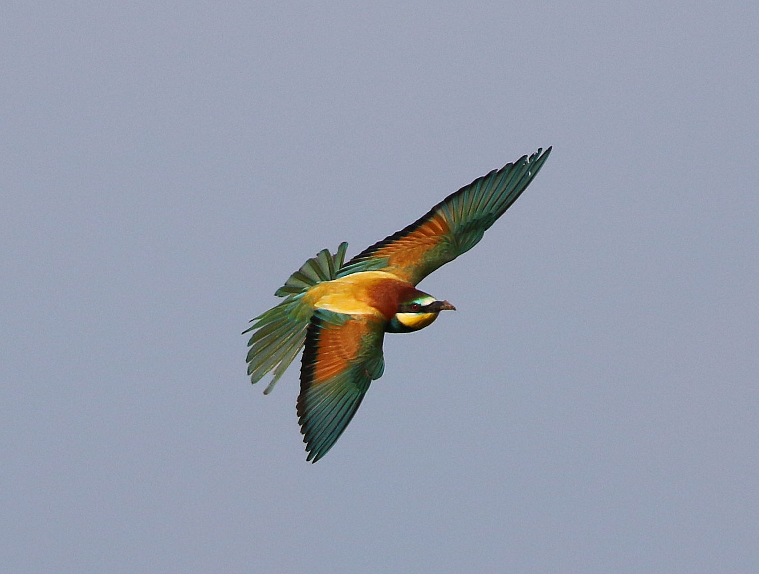 Bee eater