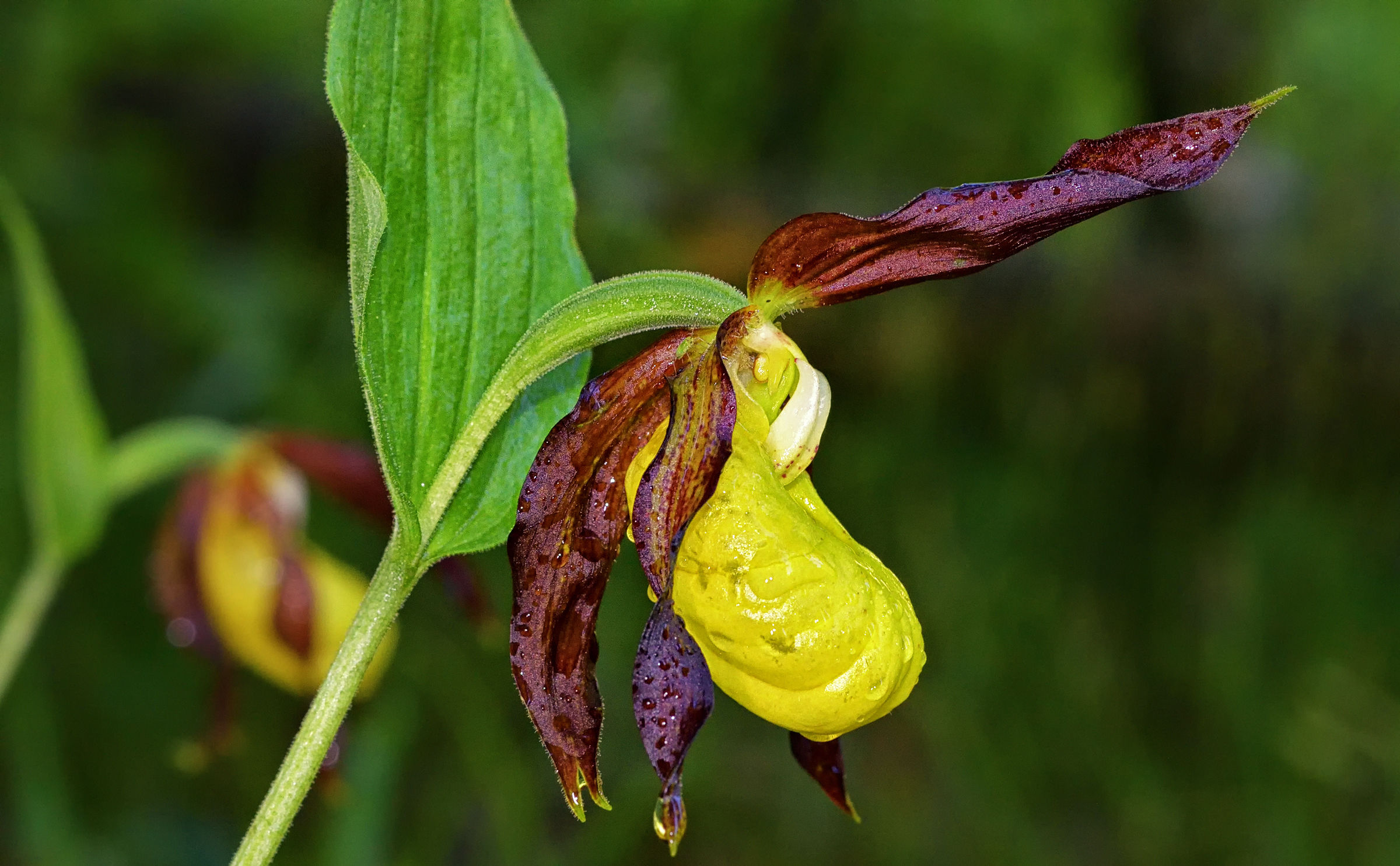 Cypripedium Calceolus
