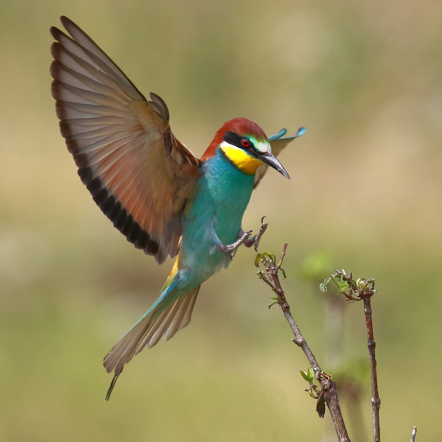 Bee eater