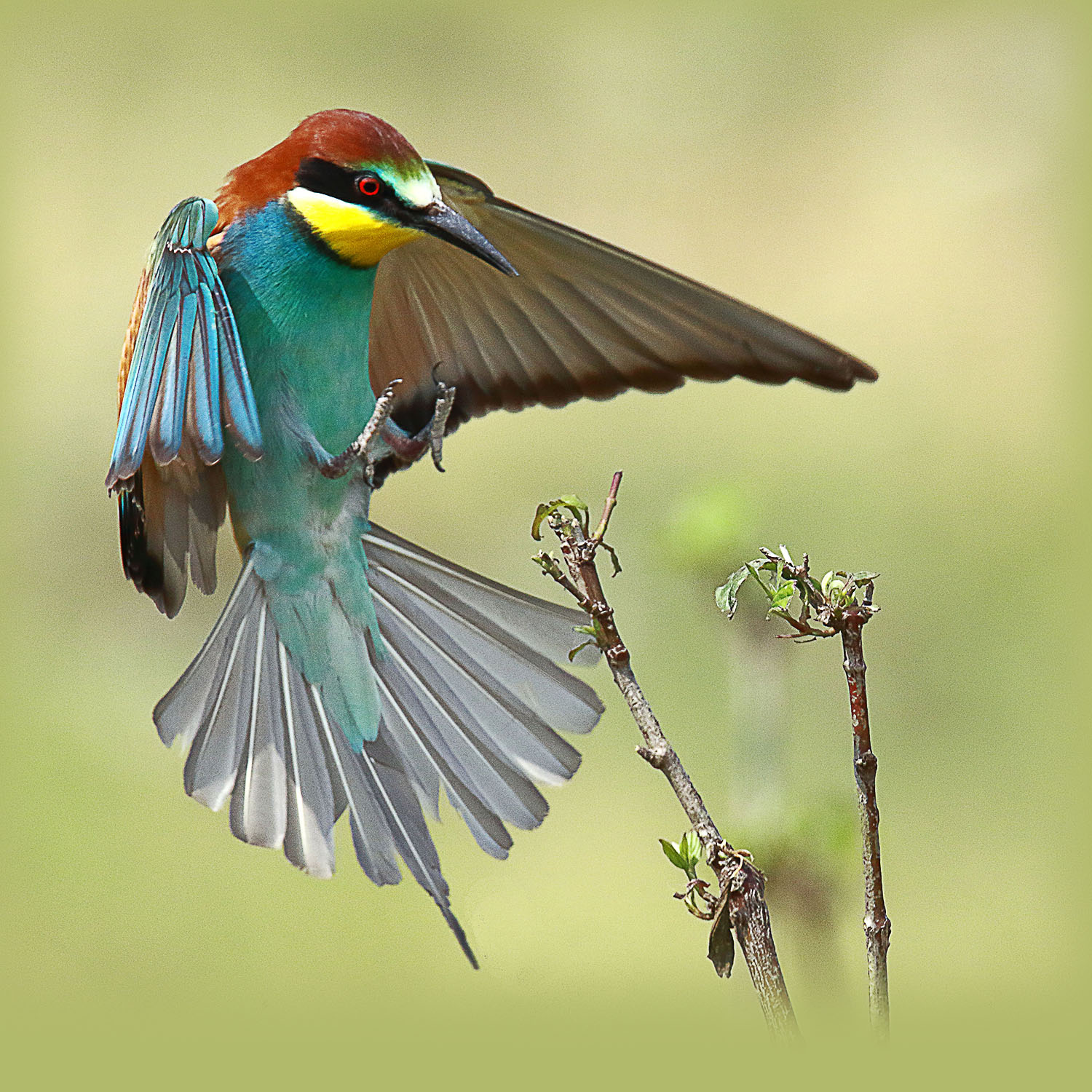 Bee eater