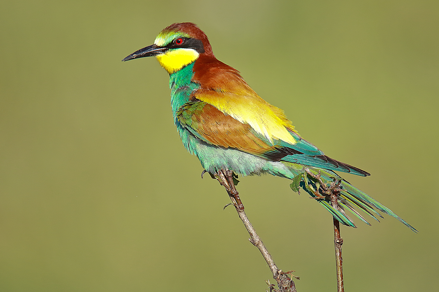 Bee eater