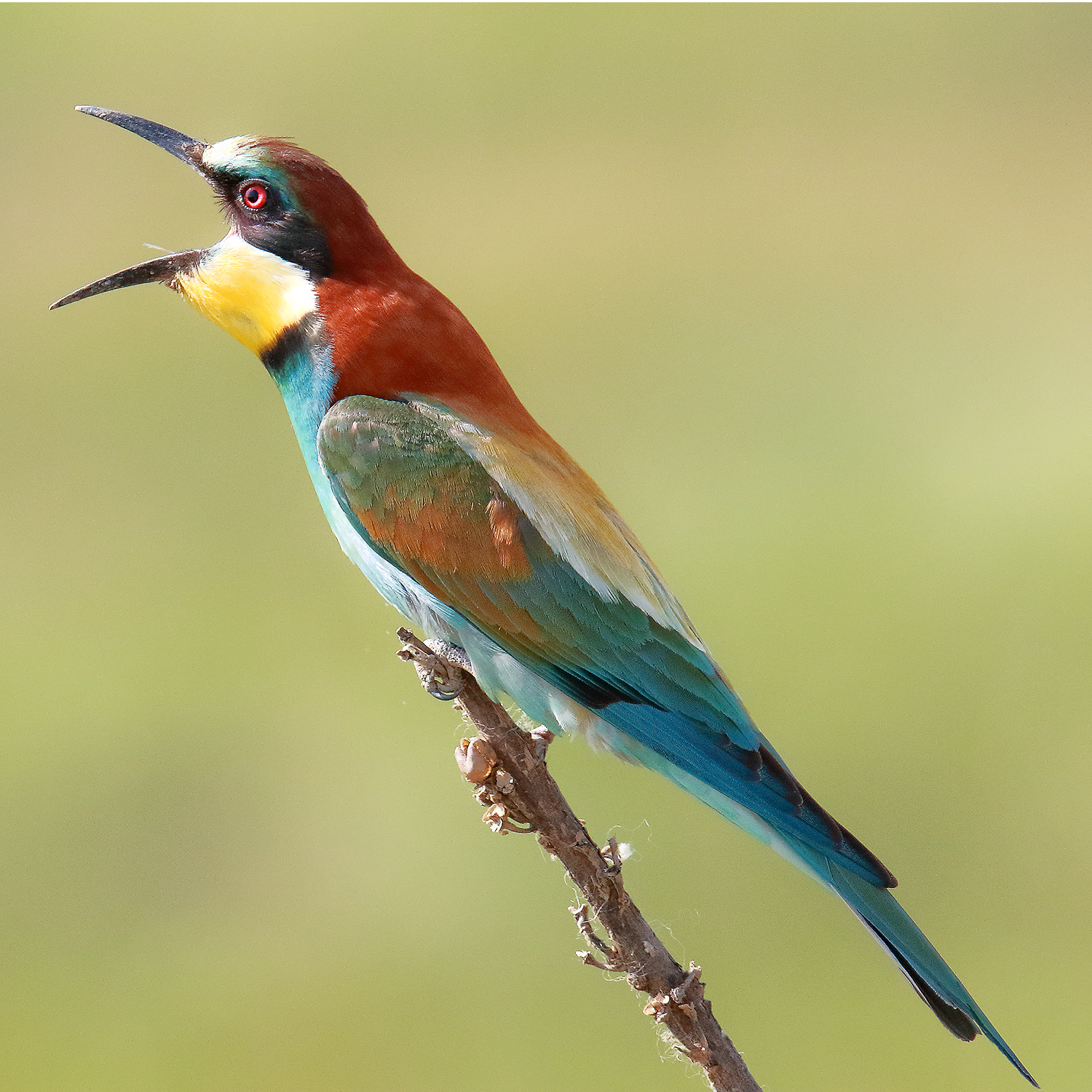 Bee eater
