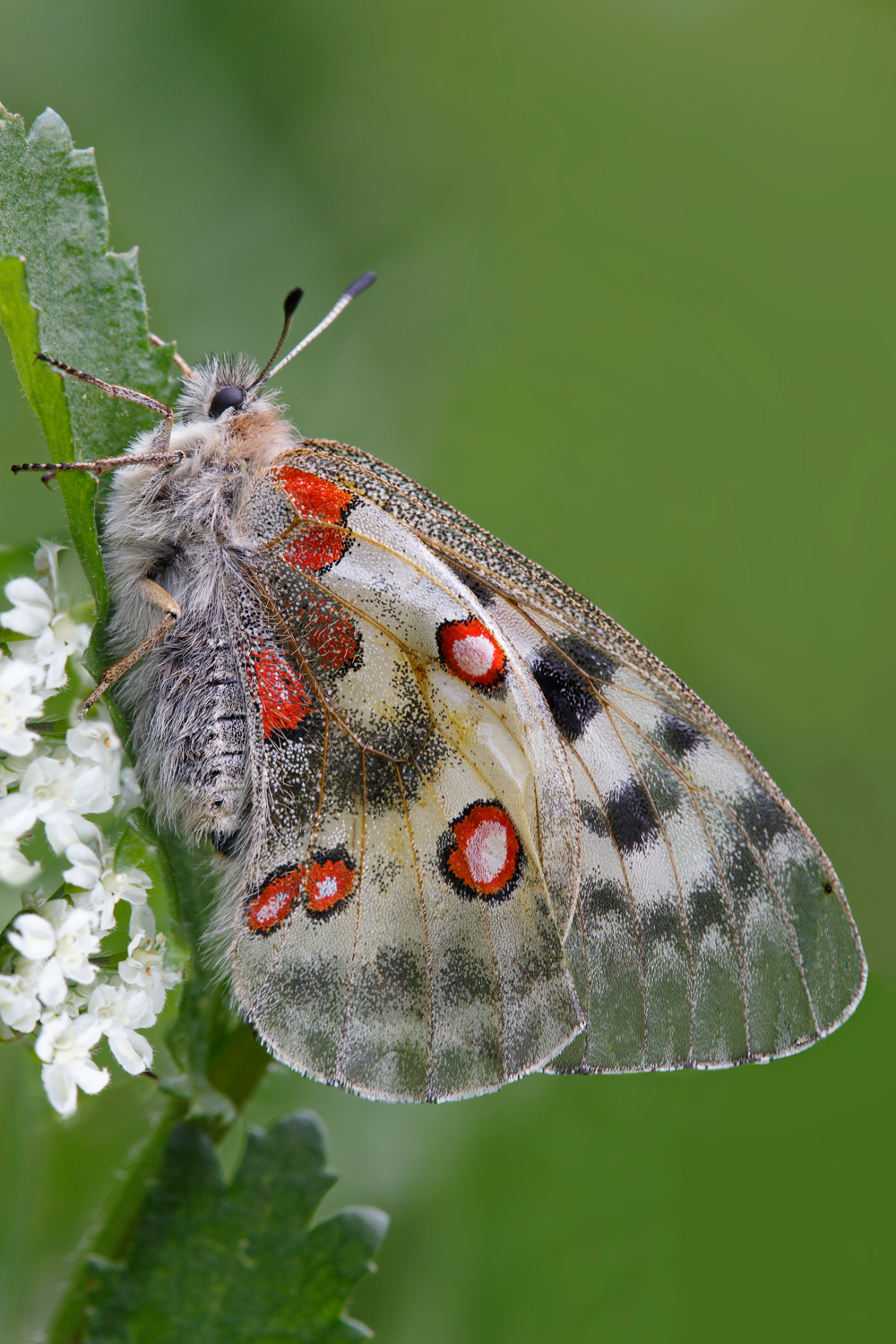 Parnassius apollo