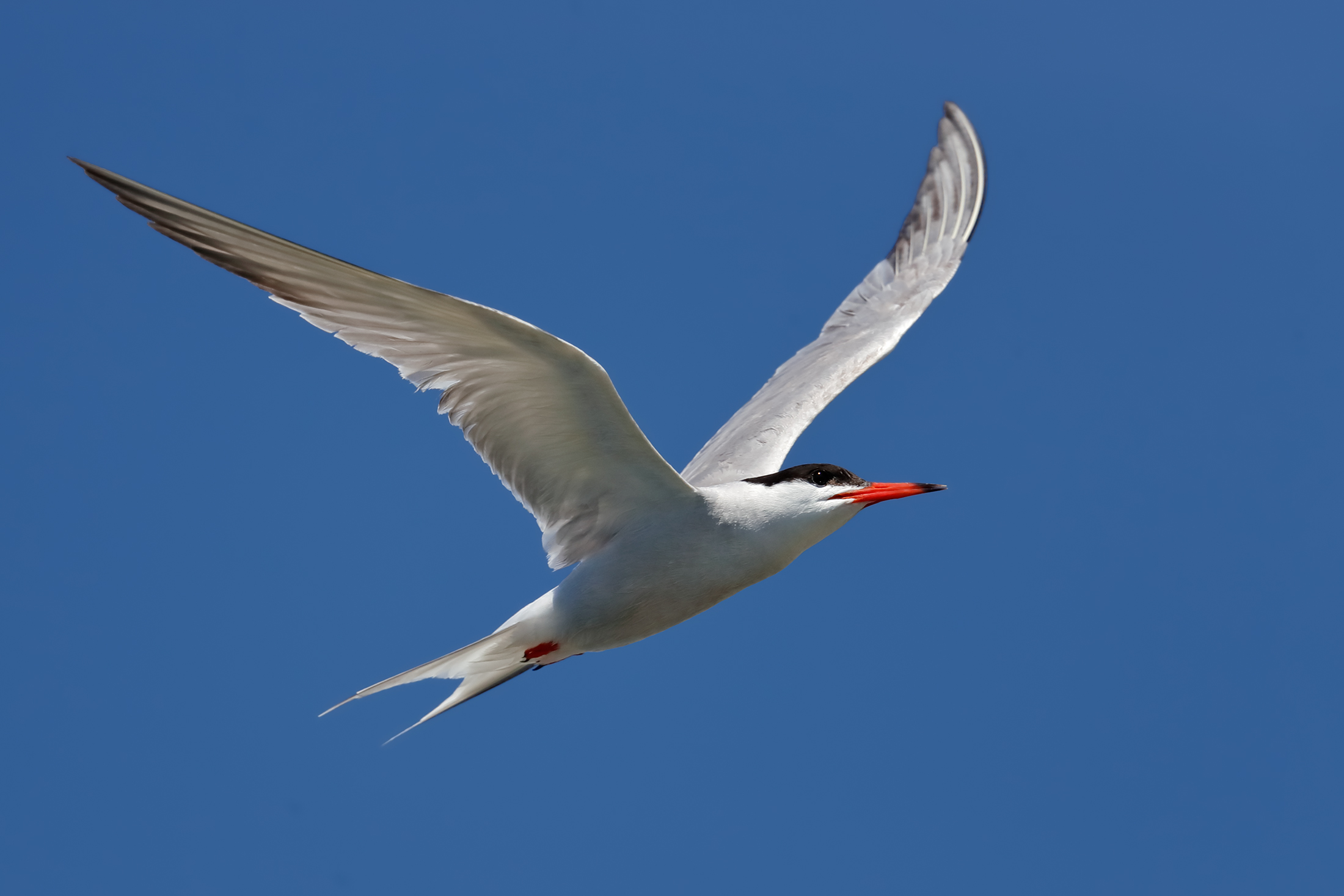 Leggiadria volante - Sterna comune