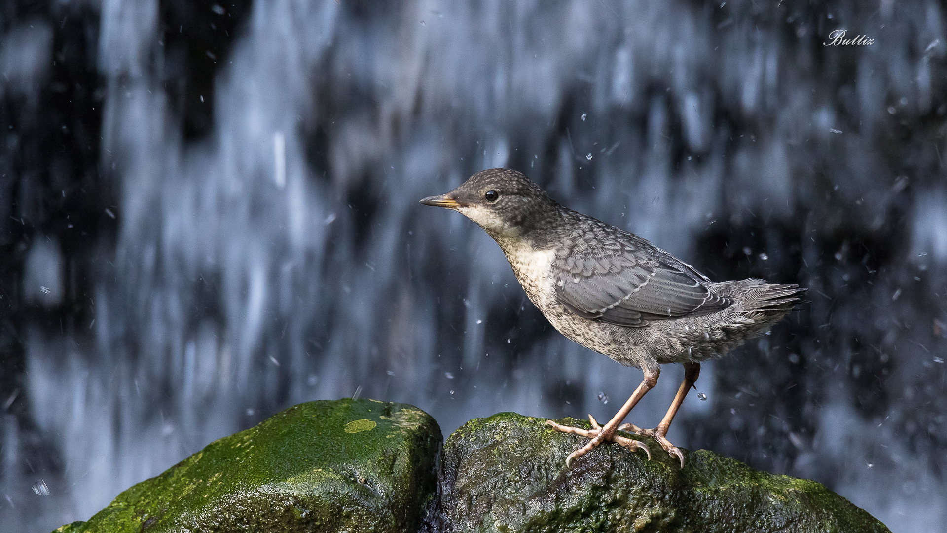 Young Merlot Aquarius