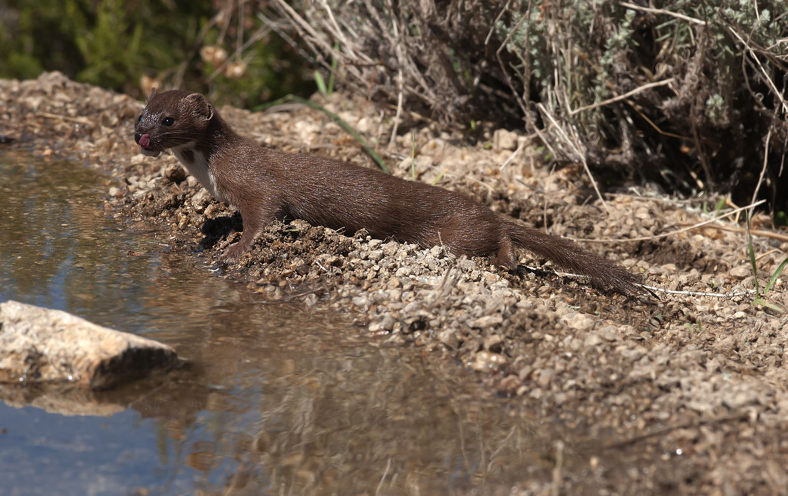 weasel Sardinian
