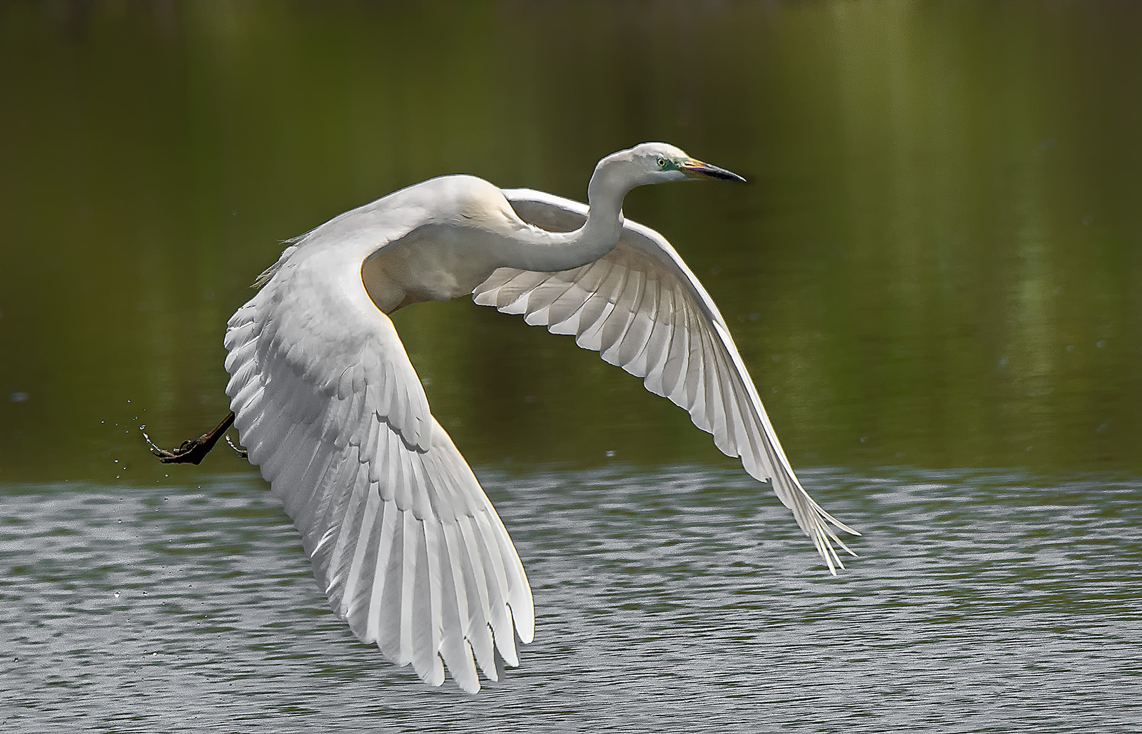 White heron in flight