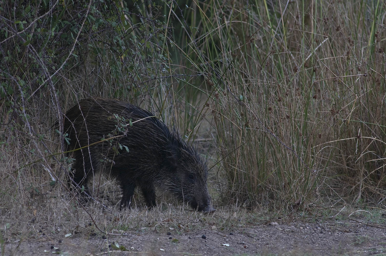 Sardinian wild boar