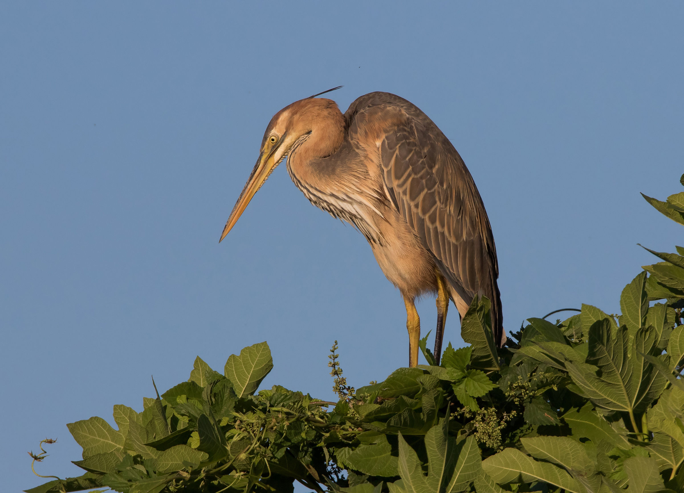 Red Heron