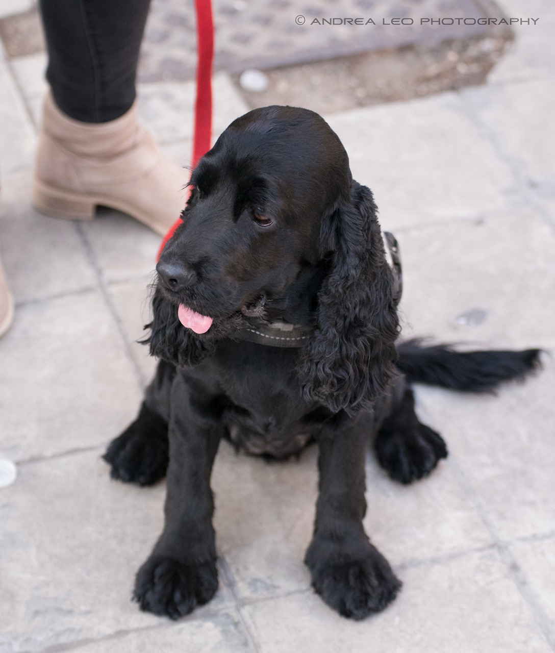 Kuka, Cocker Spaniel inglese