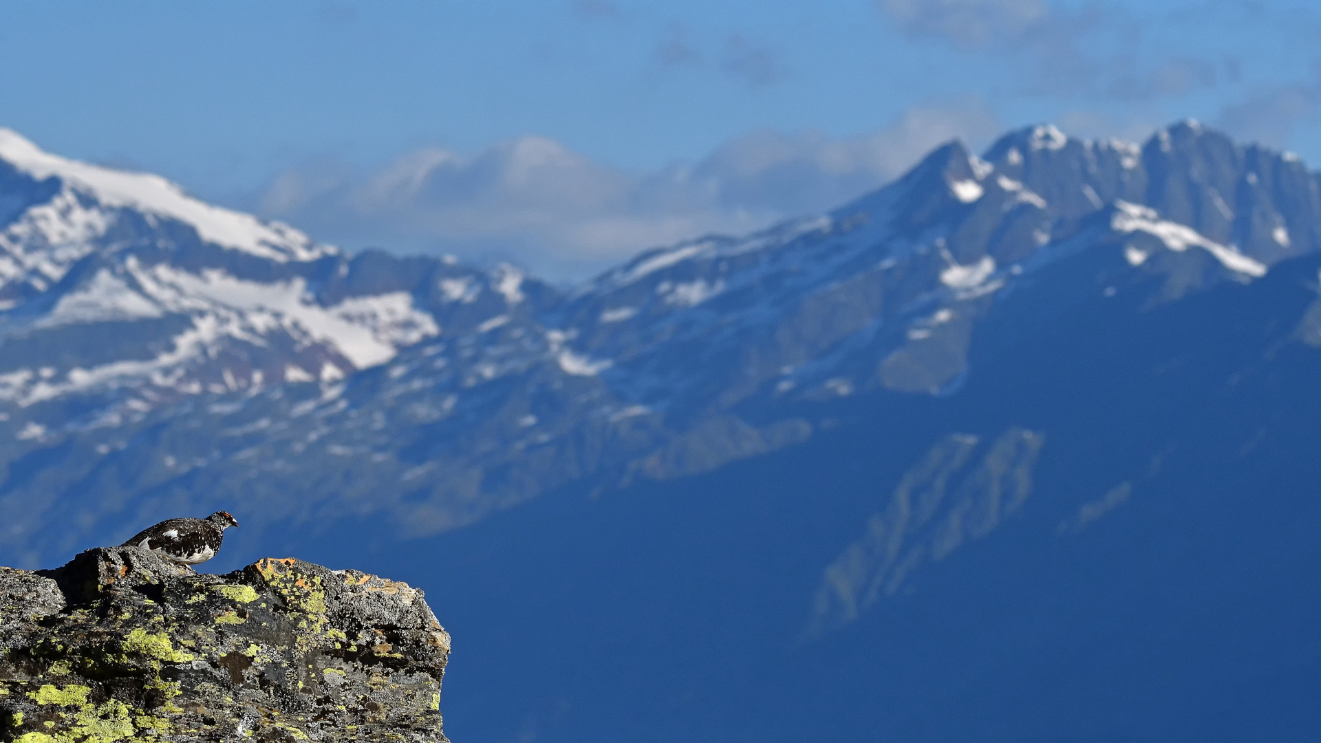 Pernice bianca nel suo ambiente 2