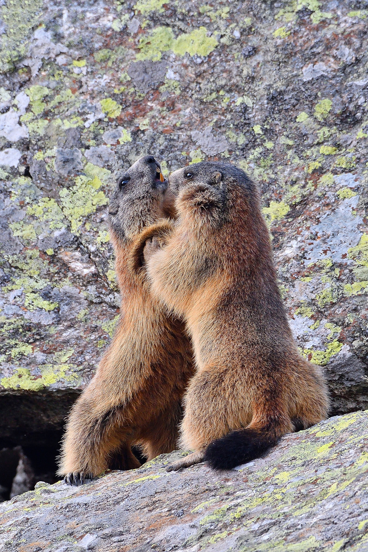 Passatempo primaverile