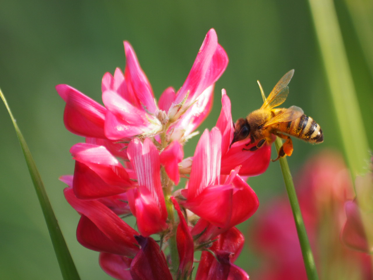 Bee at work on lupine flowers
