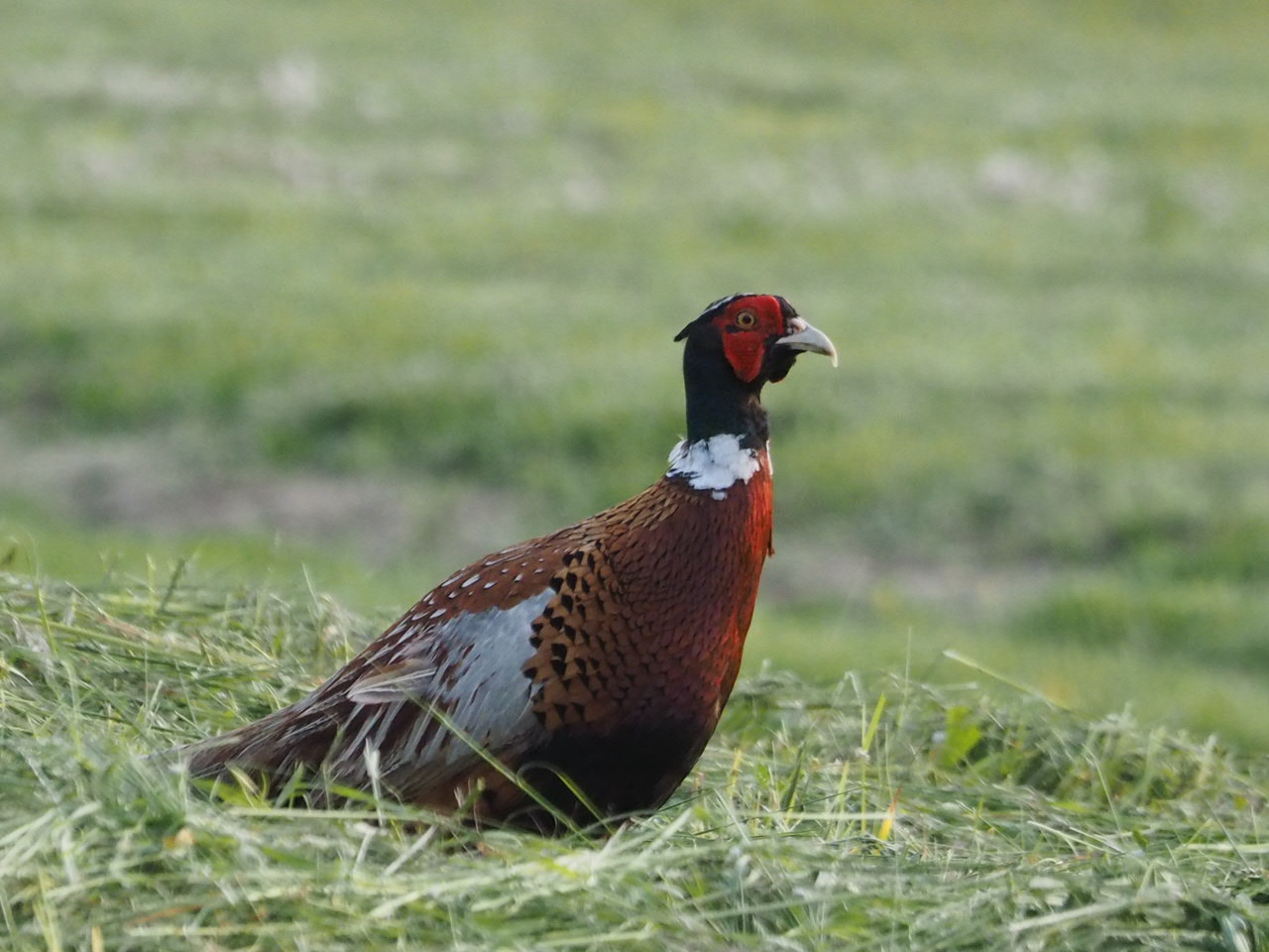 Pheasant male looking for insects