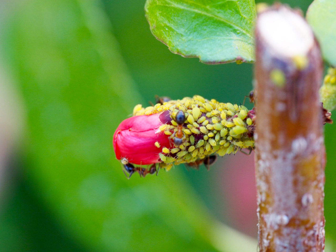 Aphids in a japanese flower