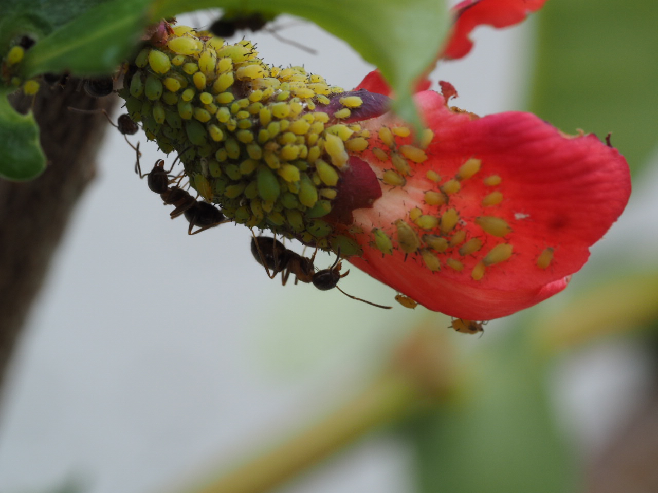 Aphids attacked by ants