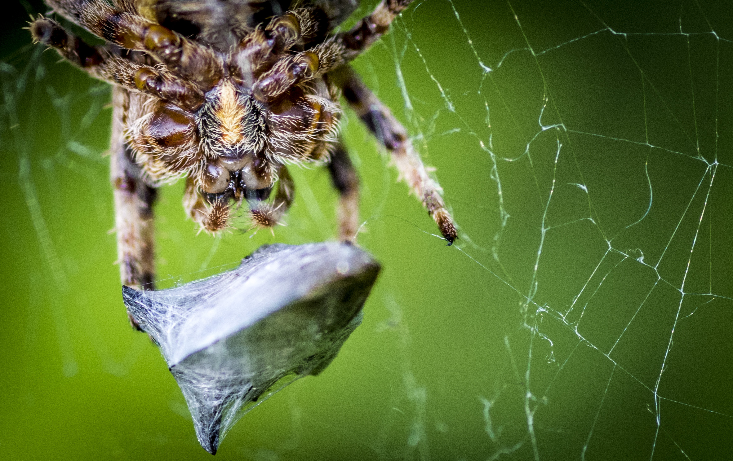 For now I have a pack ...