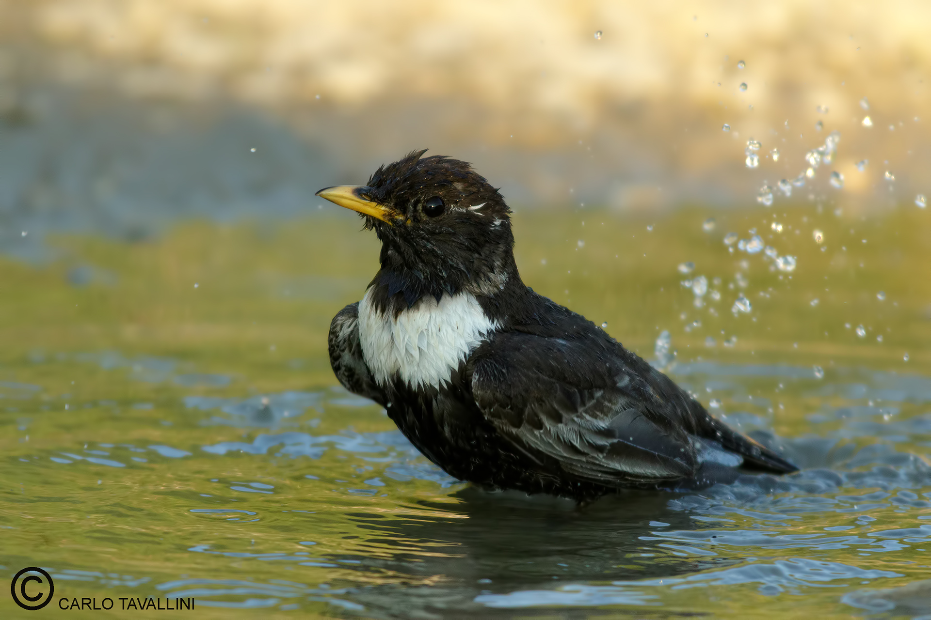 Merlo from the collar