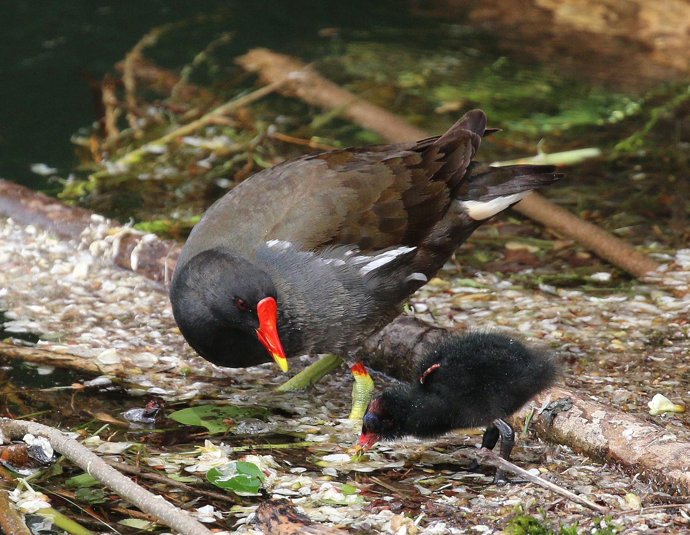 Gallinella with bottle