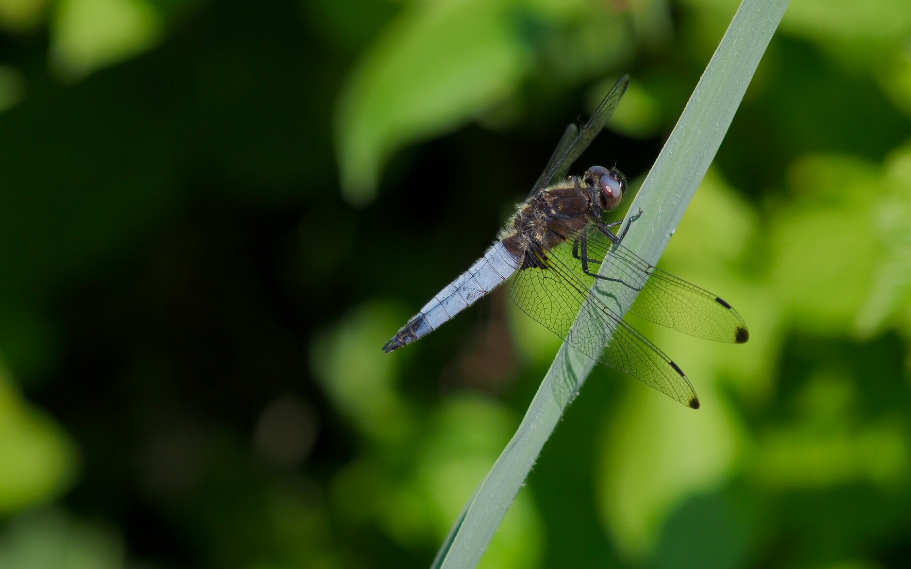 Dragonfly with Zuiko 100mm f.2.8