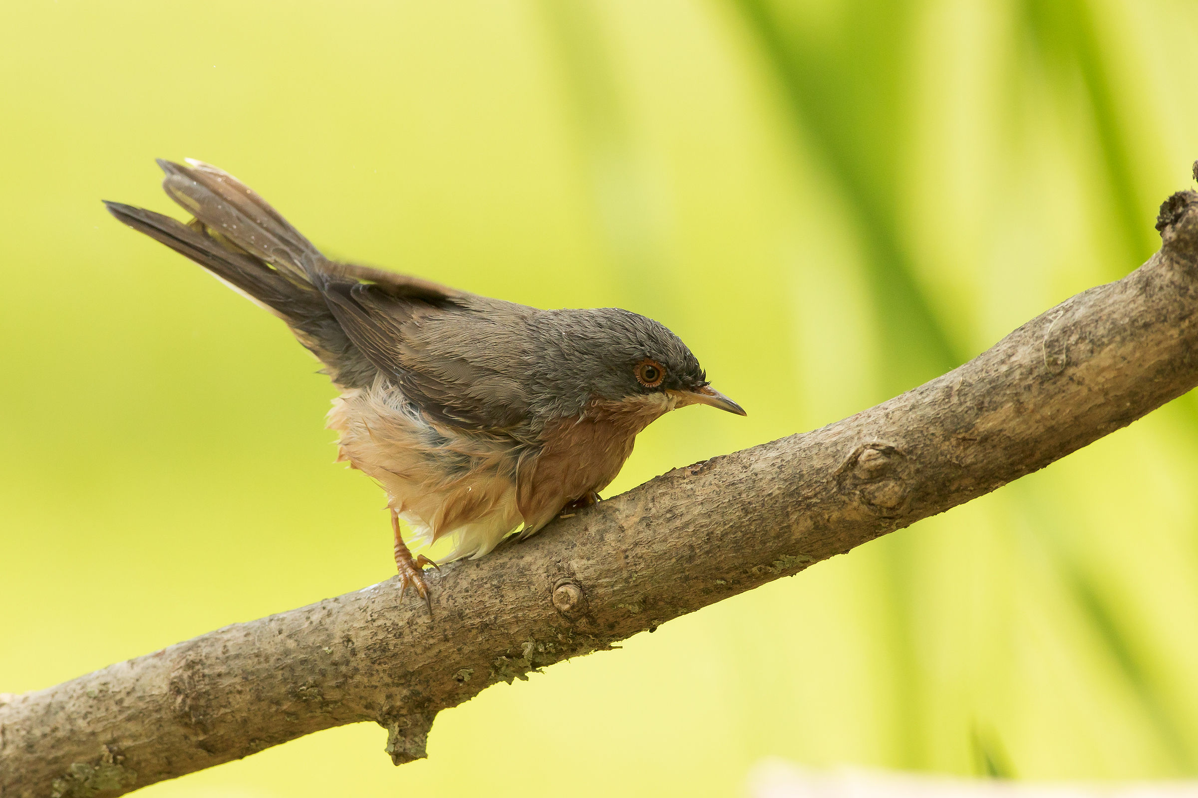 subalpine warbler
