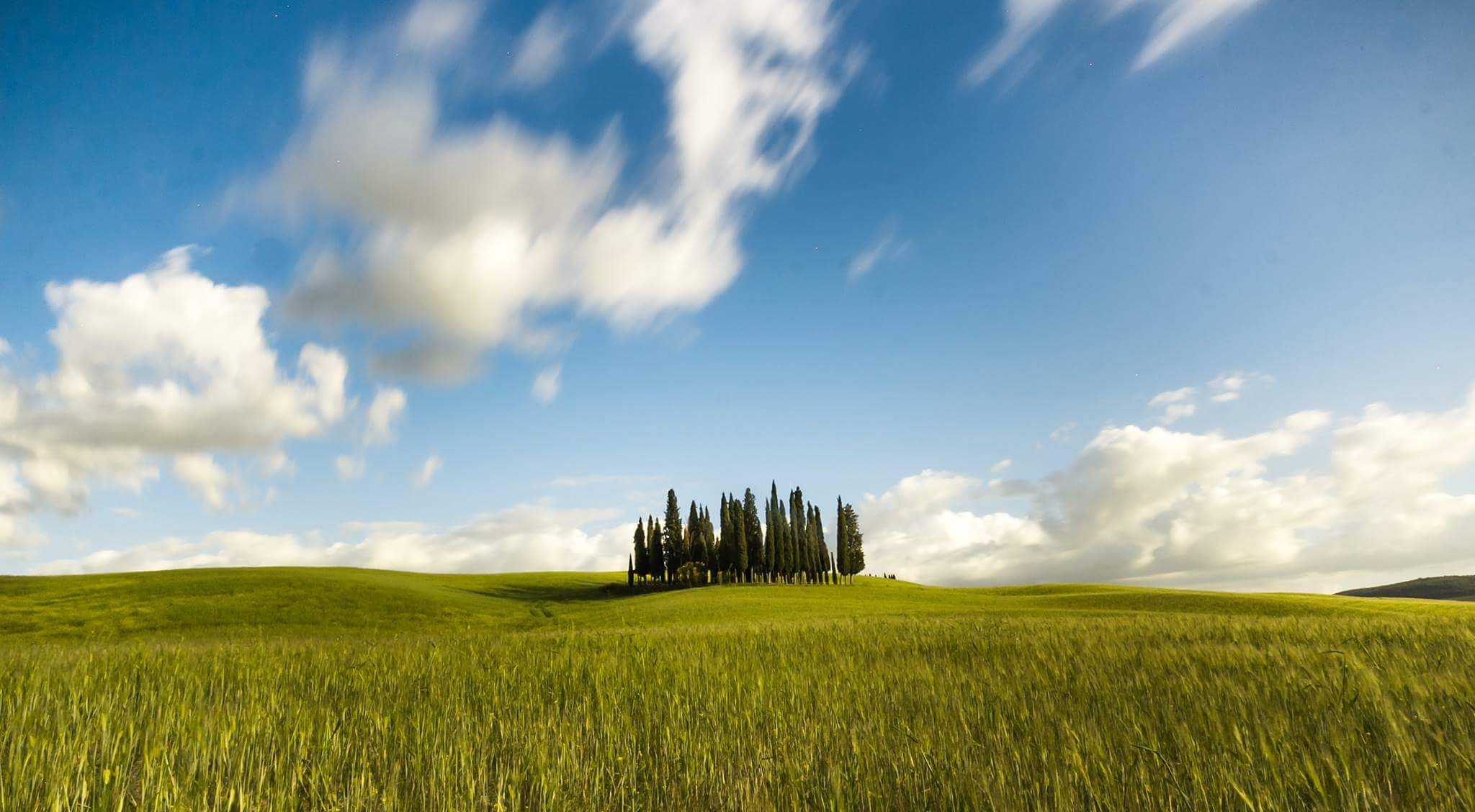 Cipressi San Quirico d'orcia