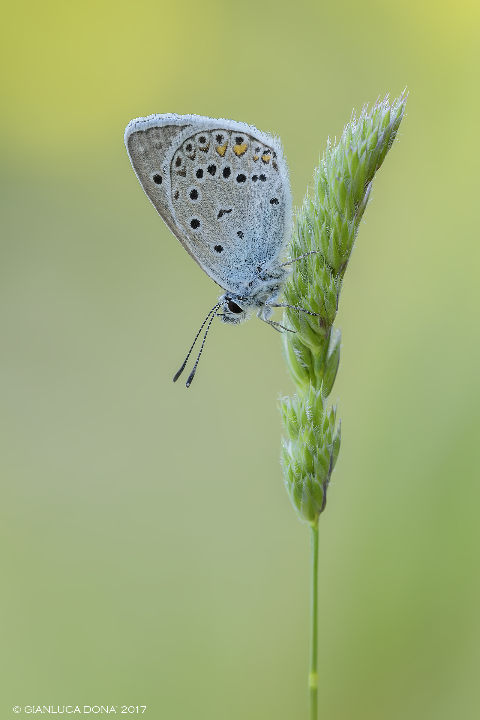 Polyommatus sp.