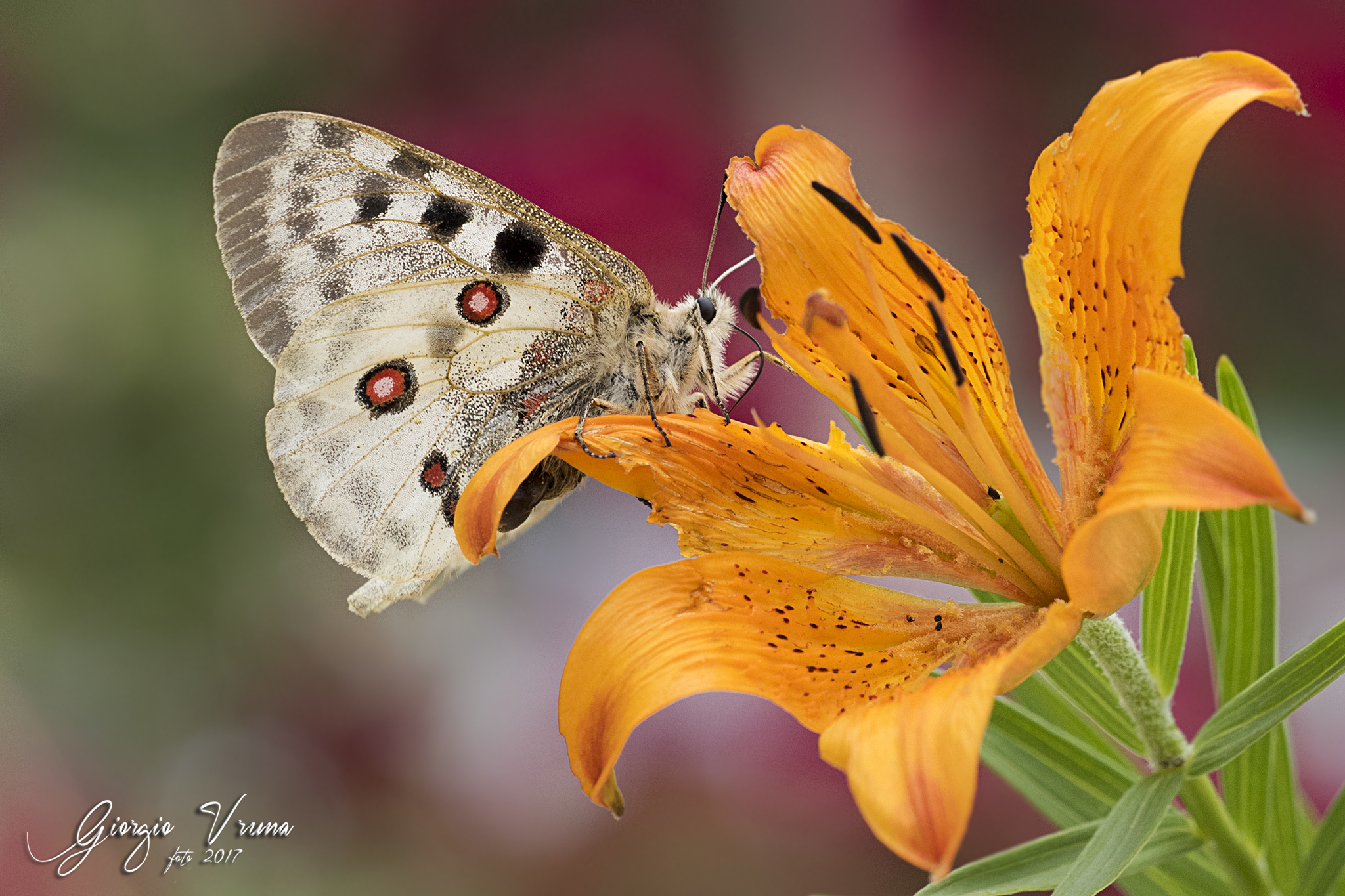 Apollo on St. John's Lily