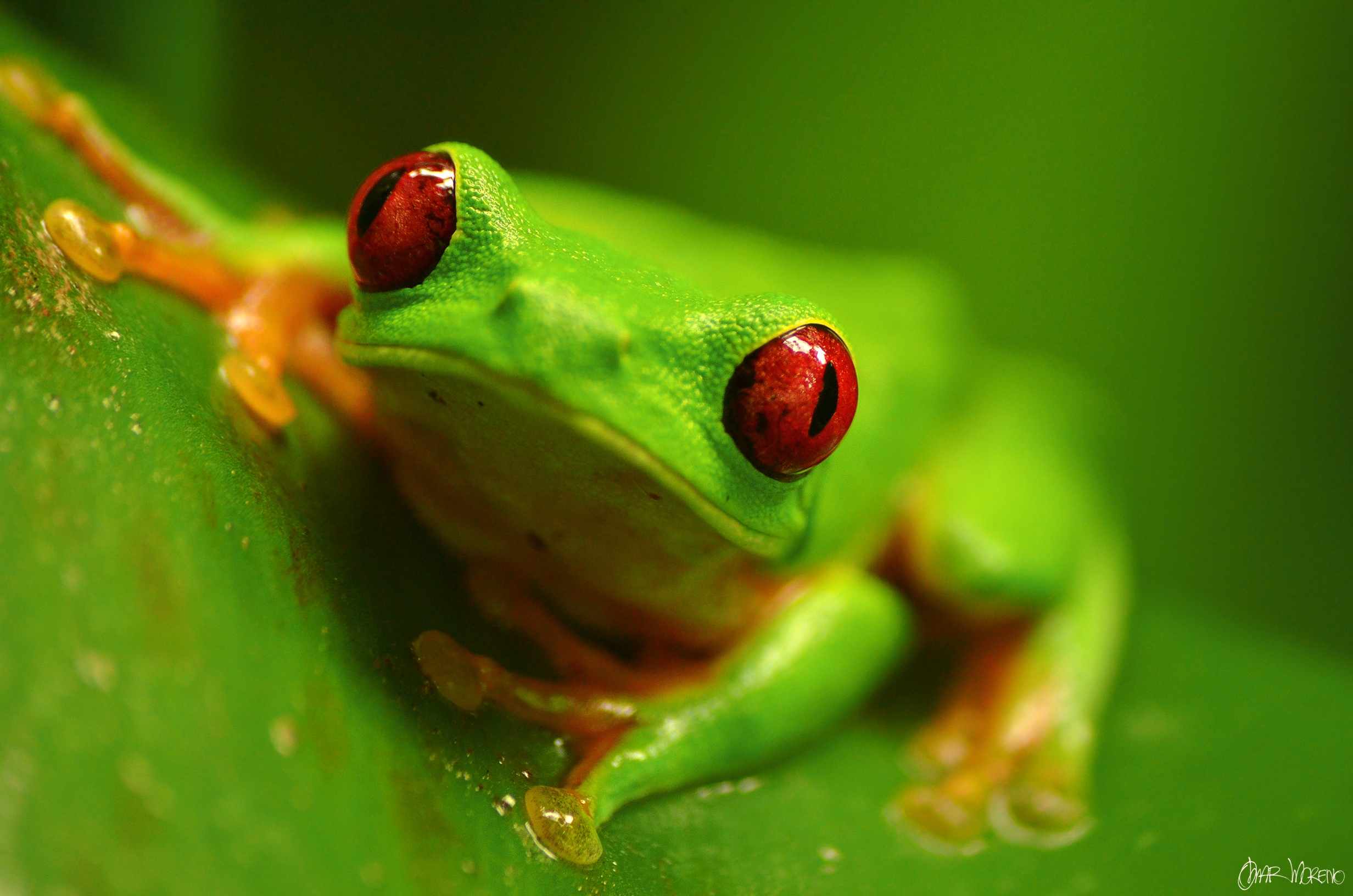 Agalychnis callidryas