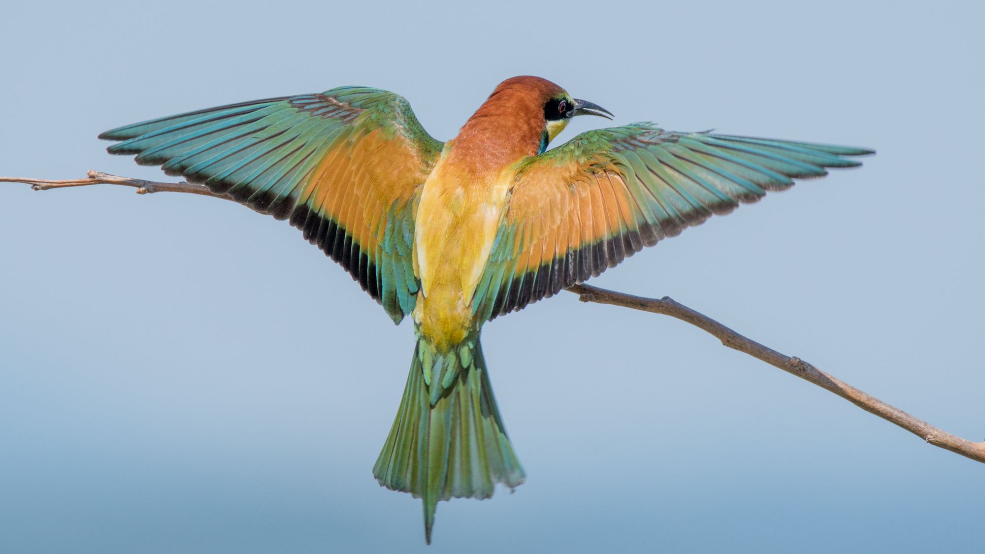 Bee eater
