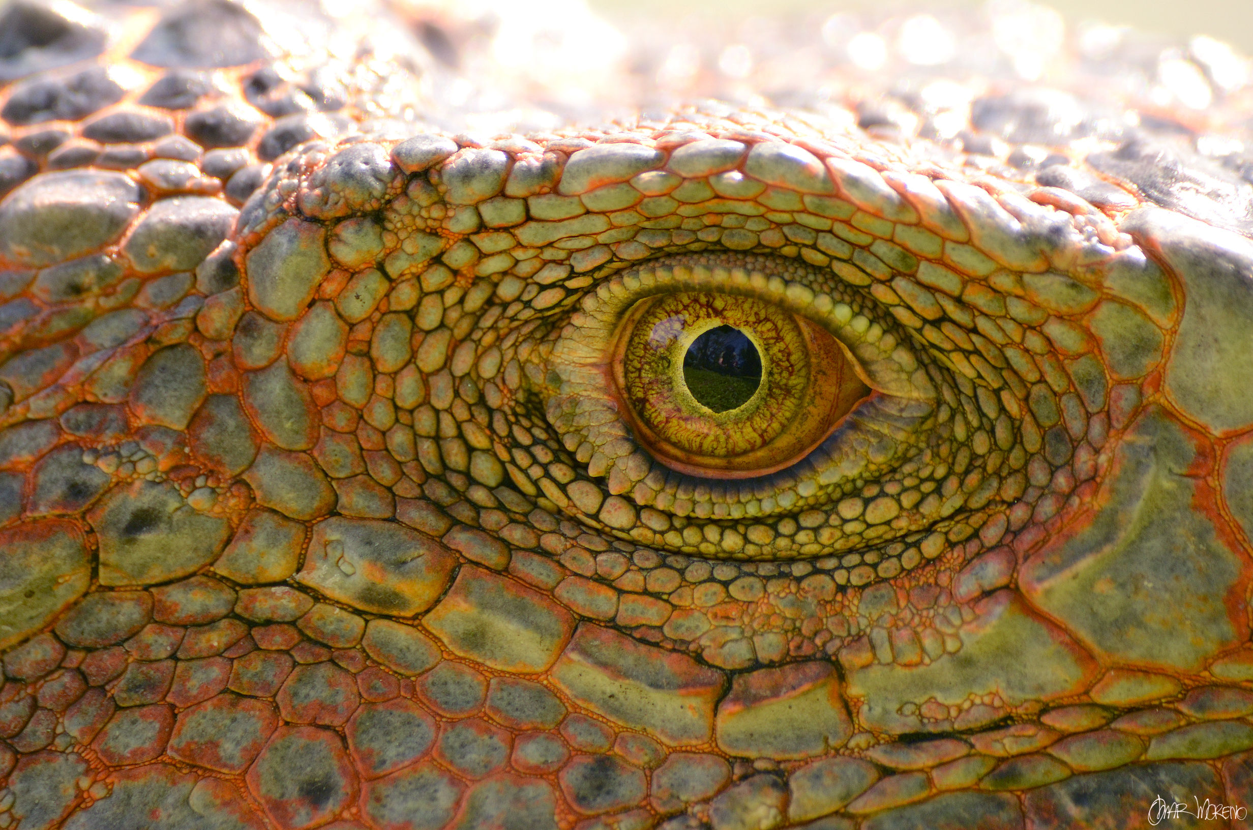 Iguana iguana (eye)