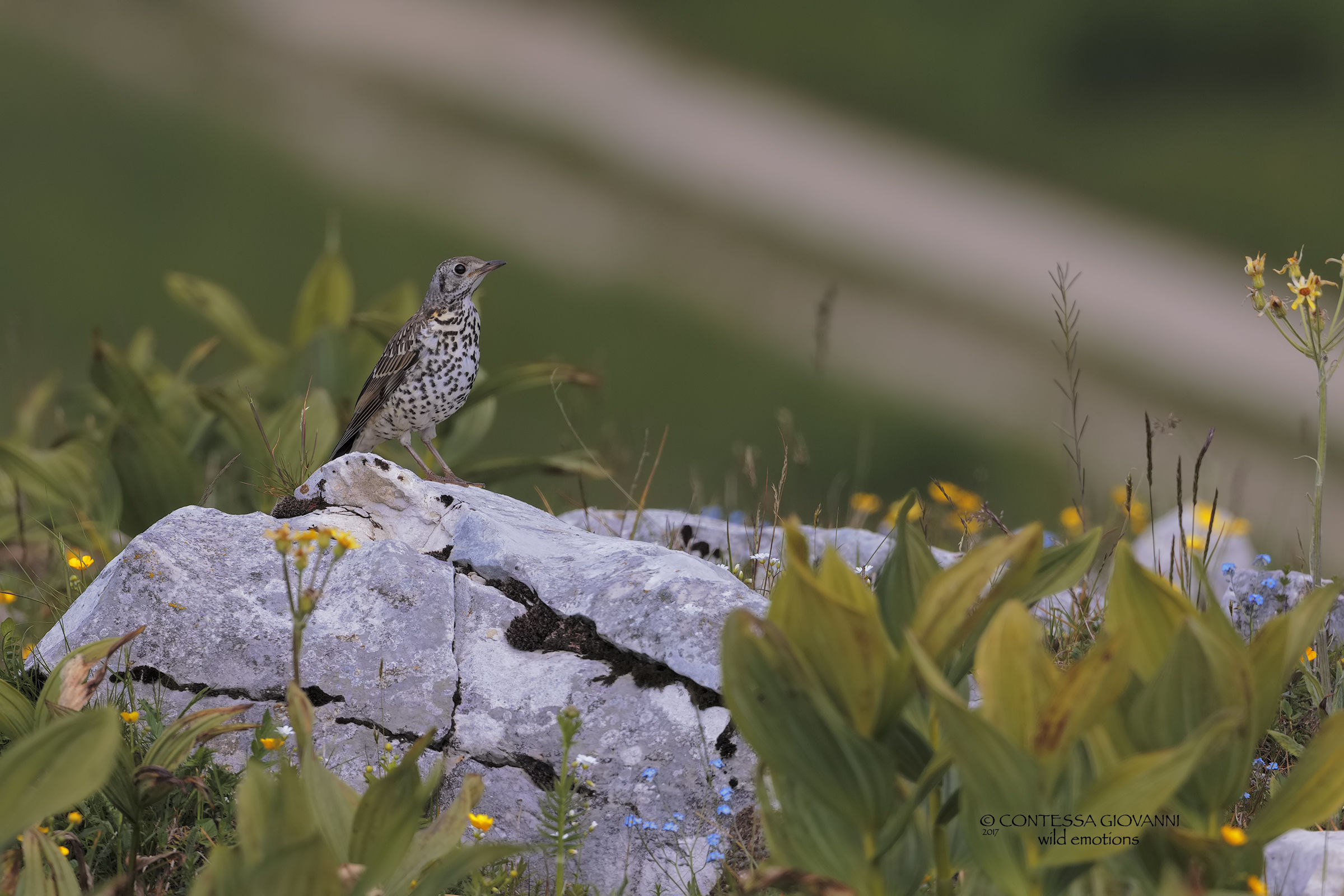 mistle thrush