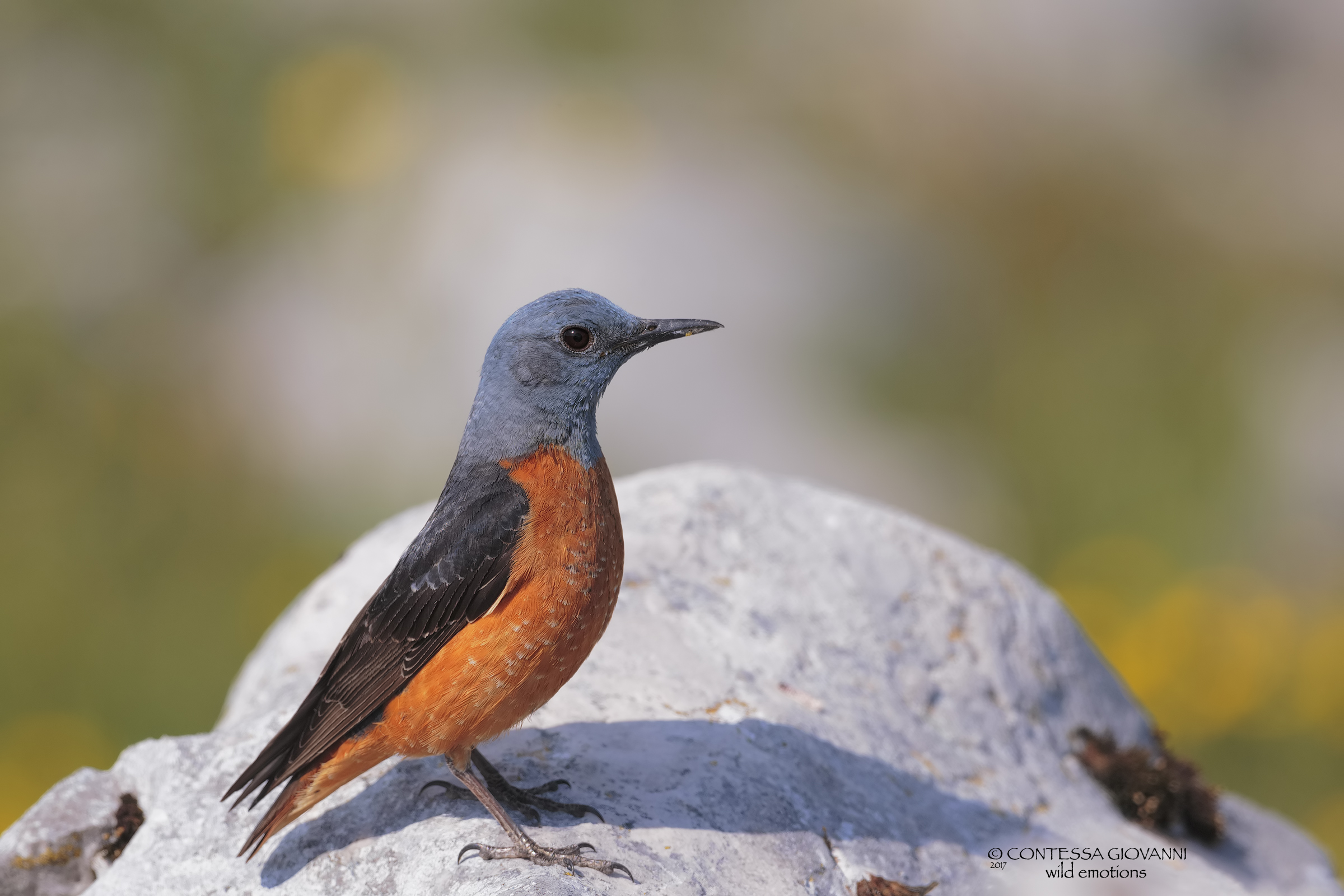 Male cox (monkey saxatilis)