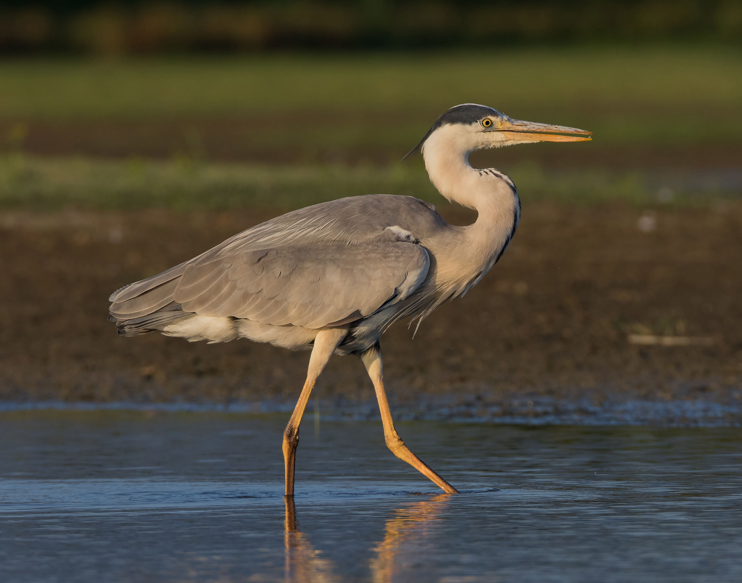 Sunset on young Heron