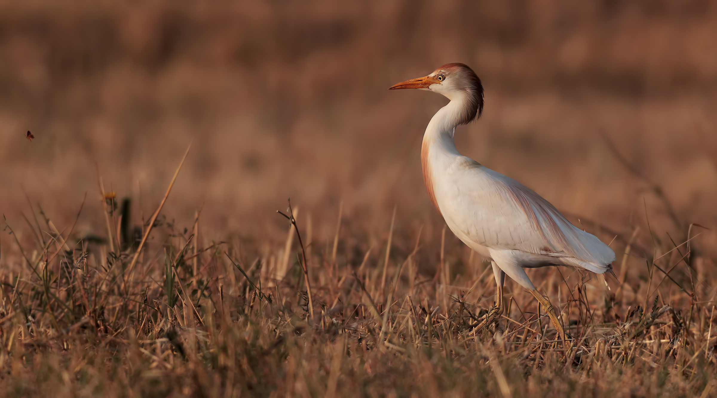 Airone looks ... butterflies