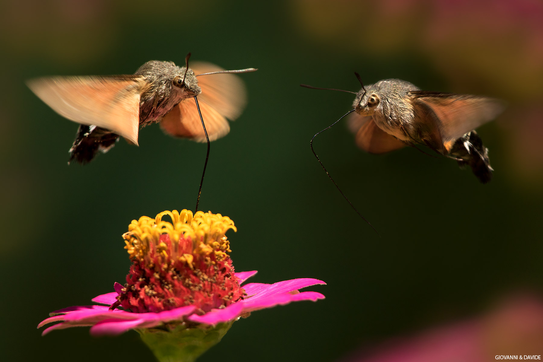 ehi!..lasciami un pò di nettare