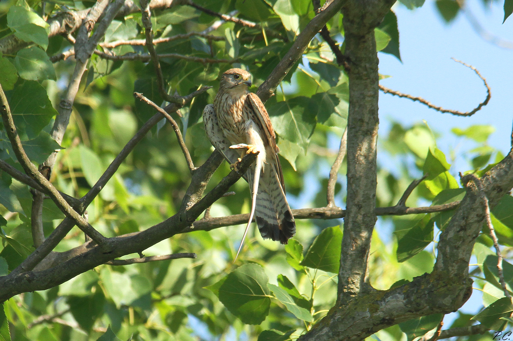 A lazy bear every day is hungry