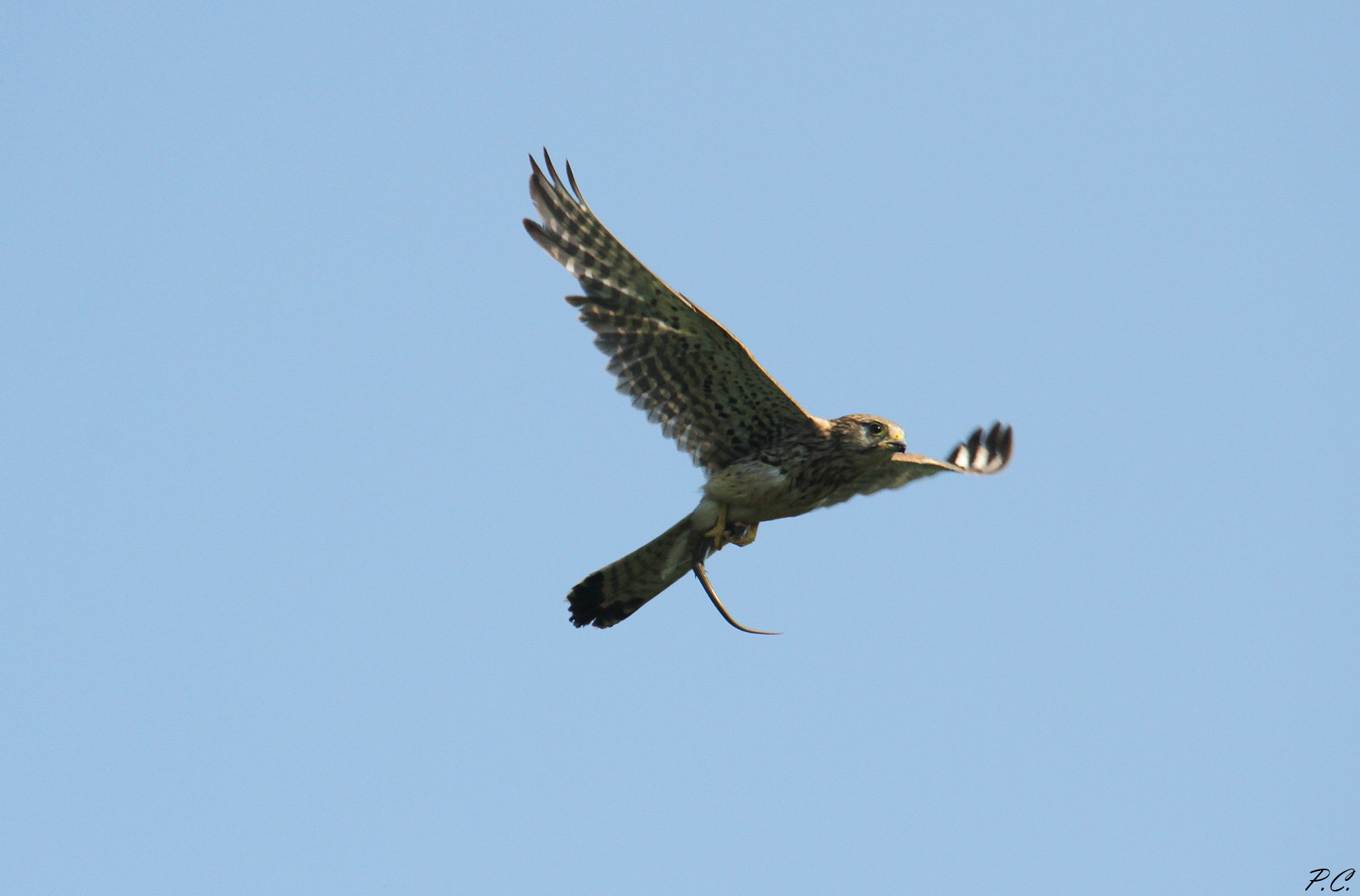 A lazy bear every day is hungry