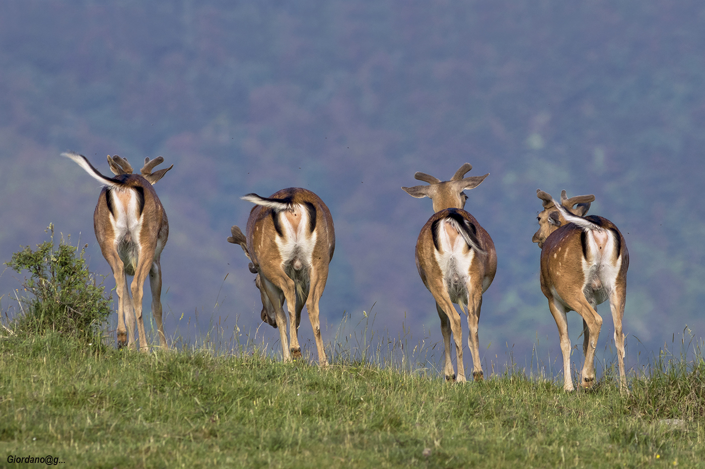 Many greetings to the Photographer ...