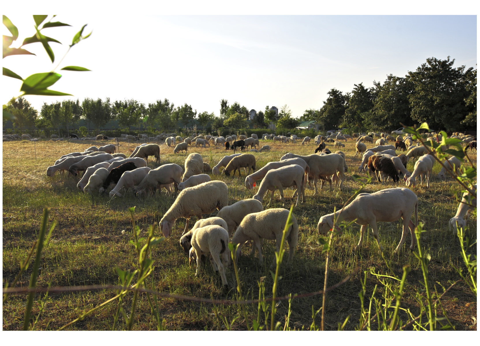 Pastorizia ovina vagante.