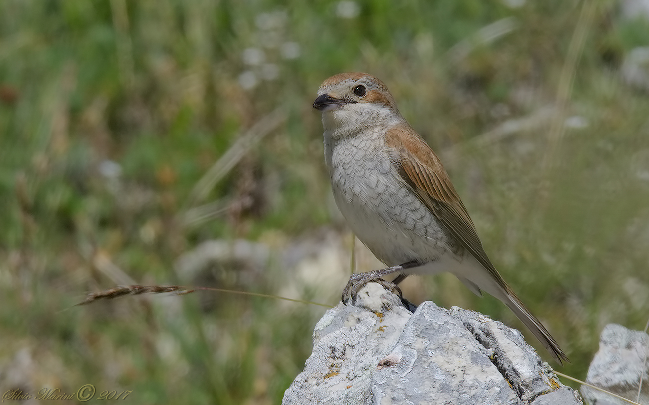 Averla piccola (Lanius collurio) femmina